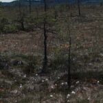 Tammela : National Park Hike with Campfire Meal - The Value and Why It’s Worth Considering