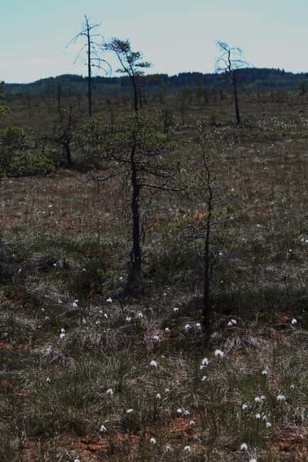 Tammela : National Park Hike with Campfire Meal - The Value and Why It’s Worth Considering