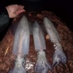 TAORMINA:CATAMARAN FISHING TRIP WITH ROY FISHING - What to Expect During the Trip