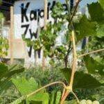 Taste and Tour Small Organic Wineries with a Winemaker - The Itinerary Breakdown