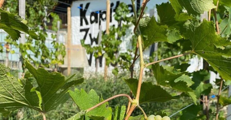 Taste and Tour Small Organic Wineries with a Winemaker - The Itinerary Breakdown