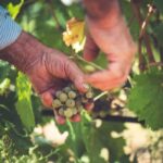 Taste Gallura: Try our products and discover our winery. - What the experience offers in detail