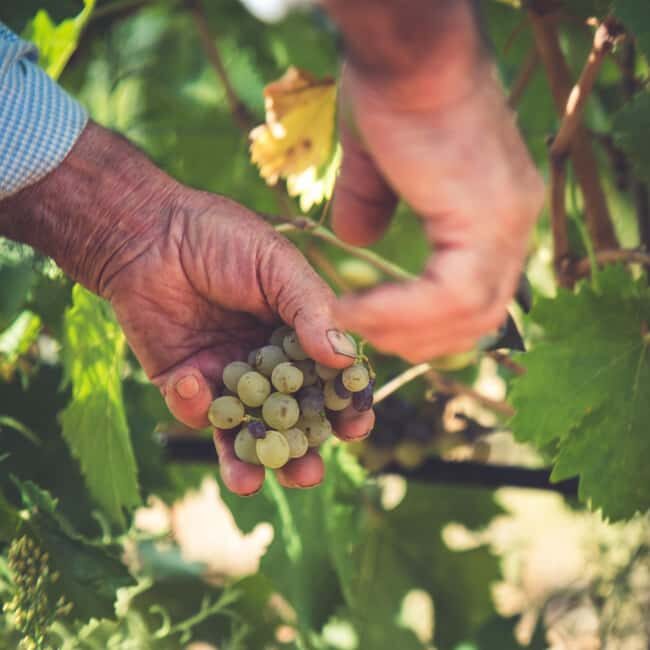 Taste Gallura: Try our products and discover our winery. - What the experience offers in detail