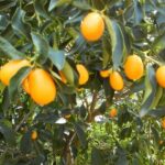 Taste of Corfu Town - What’s Included & What’s Not