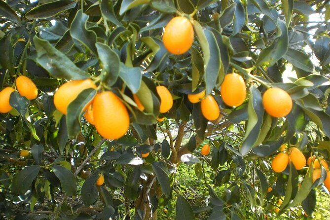 Taste of Corfu Town - What’s Included & What’s Not