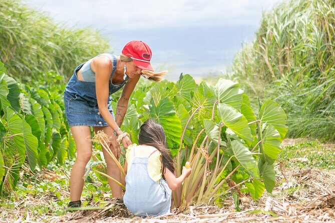 Taste of Hawaii: A Maui Farm Tour - Who Should Consider This Tour