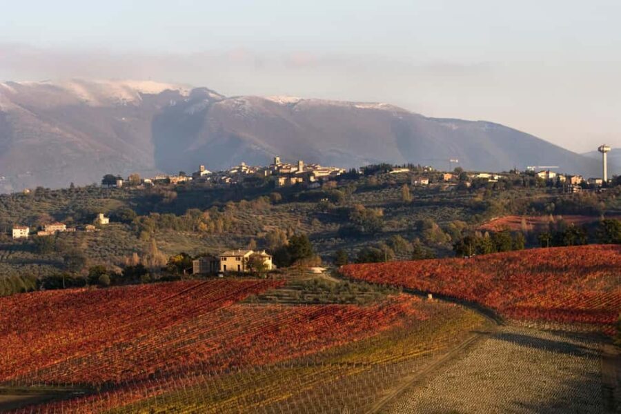 Tasting and tour of the winery - Authenticity and What Visitors Say