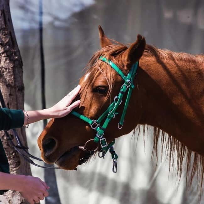 Tbilisi: Kakheti Horse Riding, Wine Tasting, and Cooking - Visiting the Kvareli Wine Cave