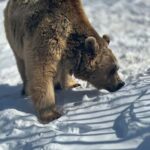 Tbilisi: Sabaduri Forest & Chronicles Tour With Wildlife - What Makes This Tour Stand Out?