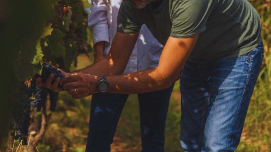 Teano: Biodynamic Winery Experience with 4-Course Meal - Who Will Love This?