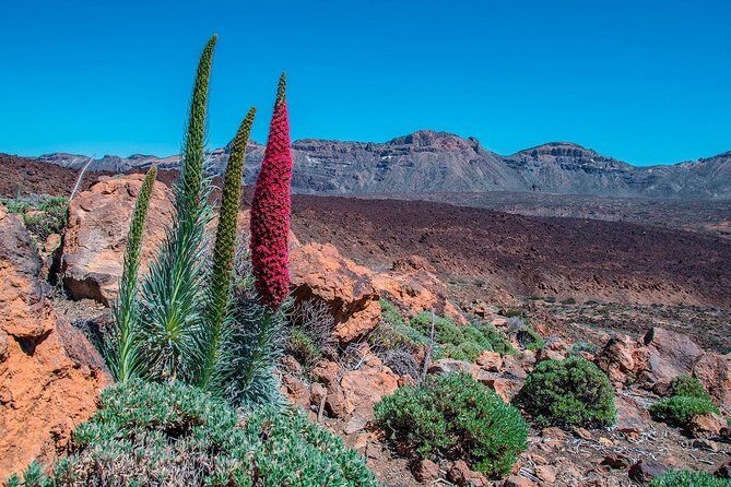 Teide National Park Half Day Tour with Hotel Pick up - FAQs