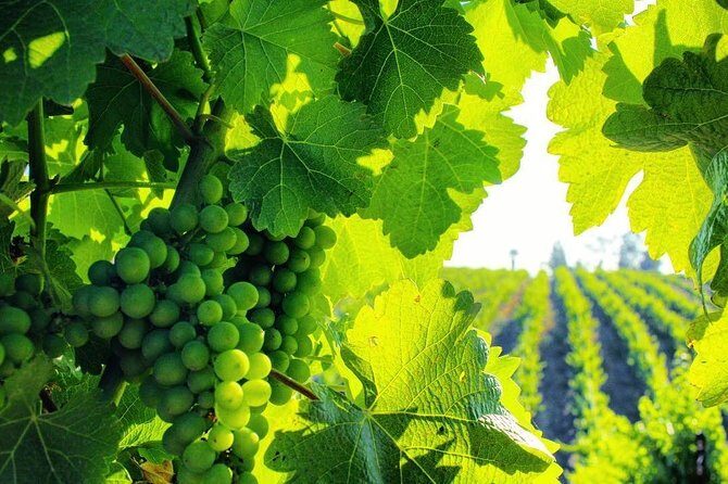 Temecula Shared Hot Air Balloon Ride - The Downsides and Considerations