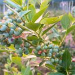 Tempio Pausania: Visit a Distillates Workshop with Tasting - An Inside Look at the Experience