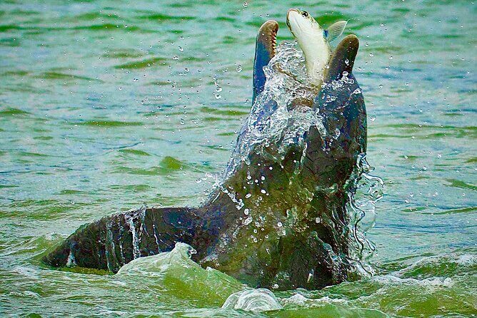 Ten Thousand Islands Eco/Dolphin Tour - A Deeper Look at the Experience