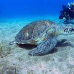 Tenerife: Abades Beach Beginner Diving Experience - What to Expect from the Tour