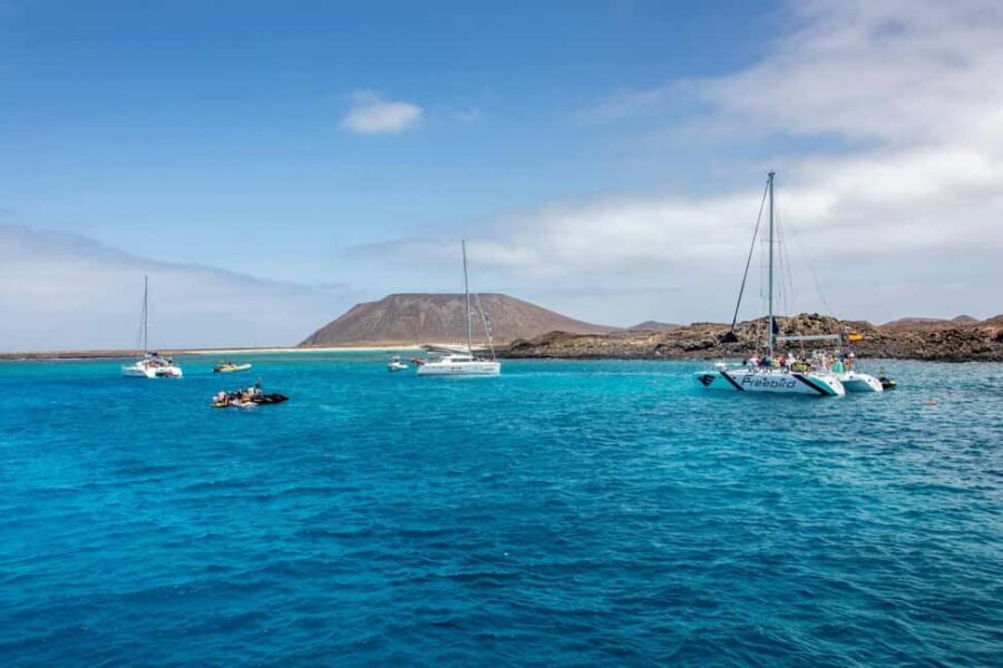 Tenerife: Adults-Only Whale & Dolphin Catamaran Cruise - The Experience: A Closer Look