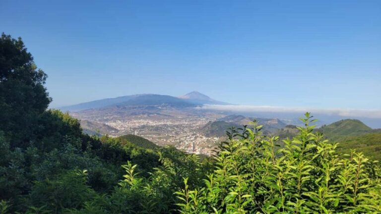 Tenerife Anaga Mountains: Circular hike in the laurel forest  small group max. 10 - The Sum Up