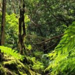 Tenerife Anaga Mountains: Circular hike through the Taganana Valley - small group max. 10 - Practical Tips for the Hike