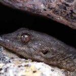 Tenerife : Camino Real hike - The Itinerary in Detail