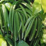 Tenerife: Discover the only vanilla cultivation in Canaries - The Experience: Pros and Cons