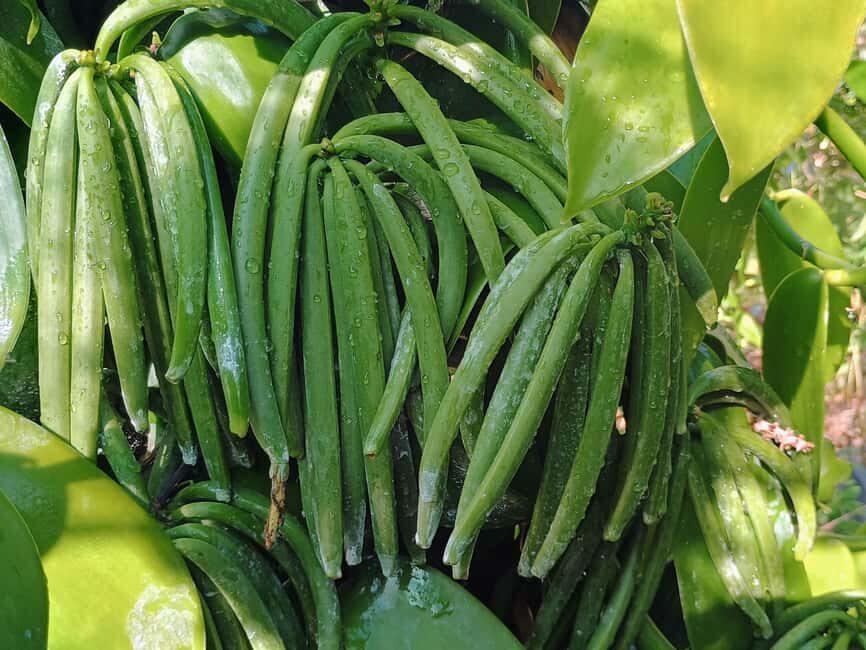 Tenerife: Discover the only vanilla cultivation in Canaries - The Experience: Pros and Cons