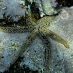 Tenerife : Diving License in one day - Why This Tenerife Diving Course Is Worth Considering