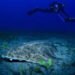 Tenerife: Diving w/ Underwater Scooter (DPV) - The Itinerary and How It Unfolds