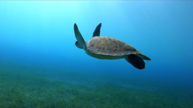 Tenerife, El Médano: Diving baptism - Key Points