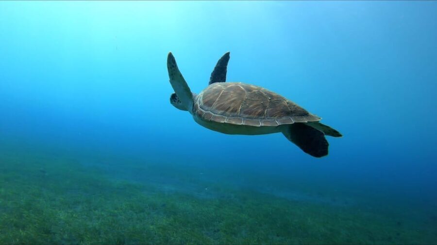 Tenerife, El Médano: Diving baptism - Key Points