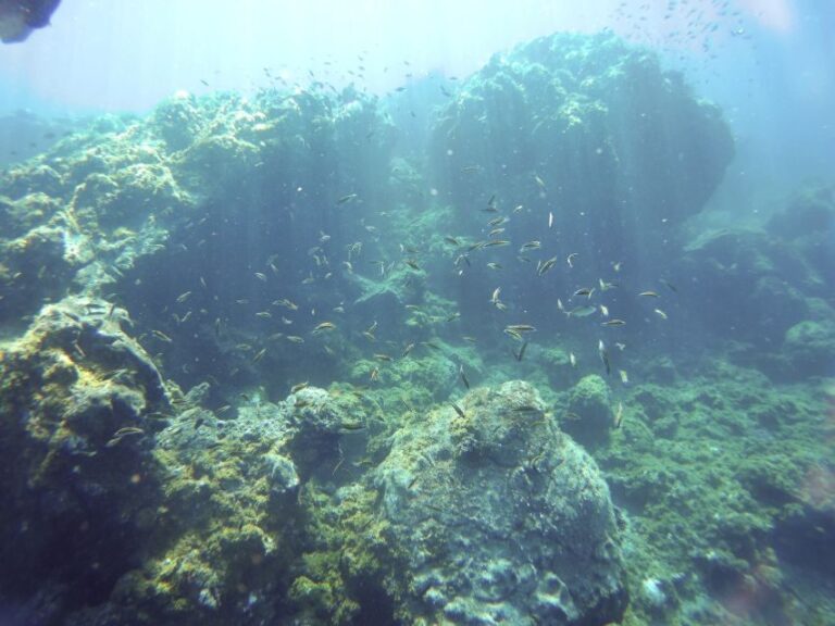 Tenerife Exclusive Snorkeling Trip with Marine Biologist - What to Expect From This Snorkeling Trip