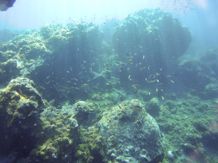 Tenerife Exclusive Snorkeling Trip with Marine Biologist - What to Expect From This Snorkeling Trip