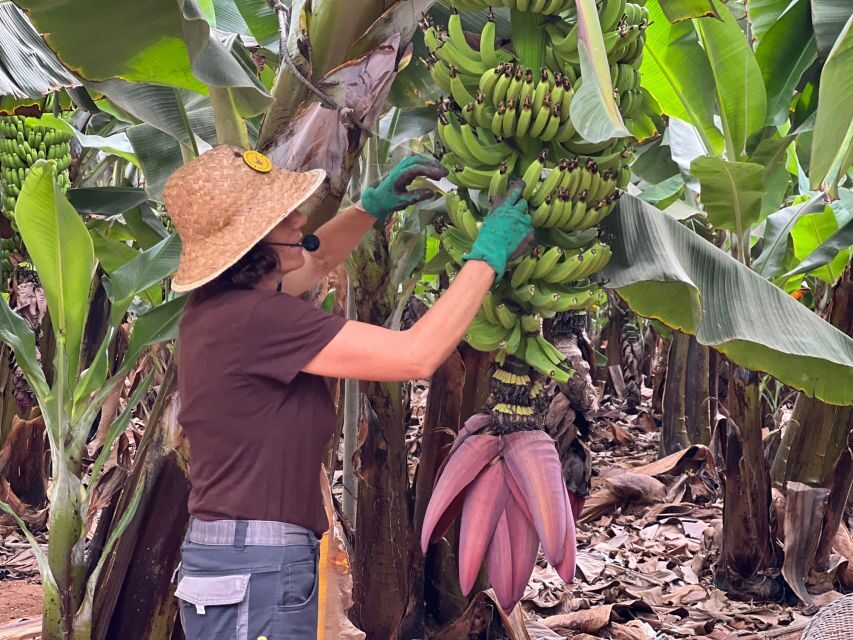 Tenerife: Finca Las Margaritas Banana Plantation Experience - What’s Included and How It Works