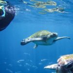 Tenerife: Guided Snorkeling Tour Incl. Gear - The Snorkeling Experience