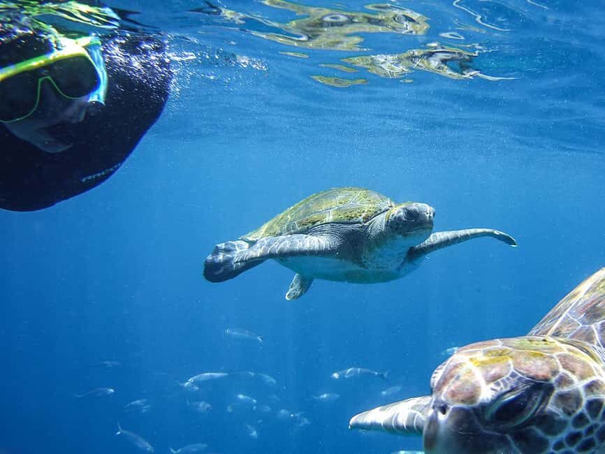 Tenerife: Guided Snorkeling Tour Incl. Gear - The Snorkeling Experience