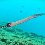 Tenerife: Guided snorkeling with equipment included in the clear waters - Who Should Consider This Snorkeling Tour?