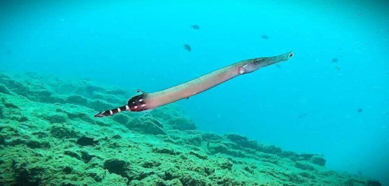 Tenerife: Guided snorkeling with equipment included in the clear waters - Who Should Consider This Snorkeling Tour?