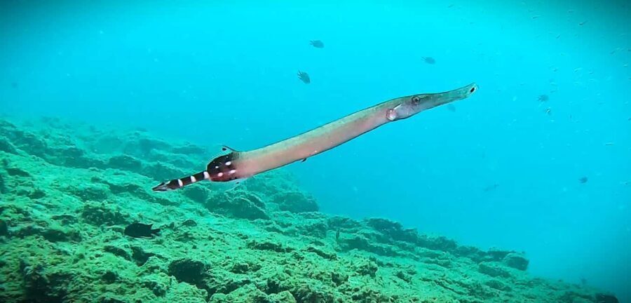Tenerife: Guided snorkeling with equipment included in the clear waters - Who Should Consider This Snorkeling Tour?