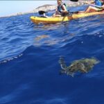 Tenerife: Kayak Safari and Sea Turtle Snorkeling - The Itinerary in Detail