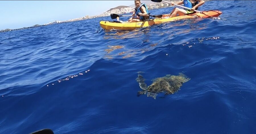 Tenerife: Kayak Safari and Sea Turtle Snorkeling - The Itinerary in Detail