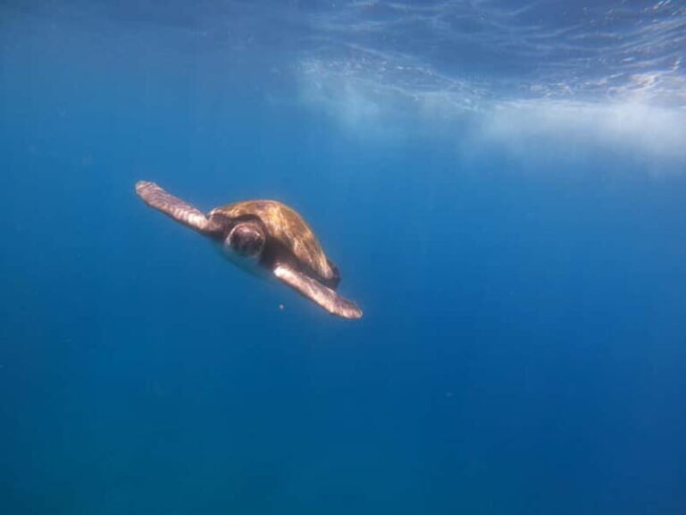 Tenerife: Kayak Sea Safari with Snorkel and Snacks - FAQs