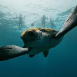 Tenerife: Kayak & Snorkeling, Marine Fauna Watching - The Real Value of This Tour