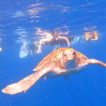 Tenerife: kayak tour with animals and underwater scooters - The Itinerary in More Detail