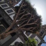Tenerife: La Laguna Hidden History Walking Tour - The Experience and Its Practicalities