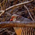Tenerife: Masca Canyon Descent with Audio Guide and Boat Transfer - The Boat Ride and Return to Los Gigantes