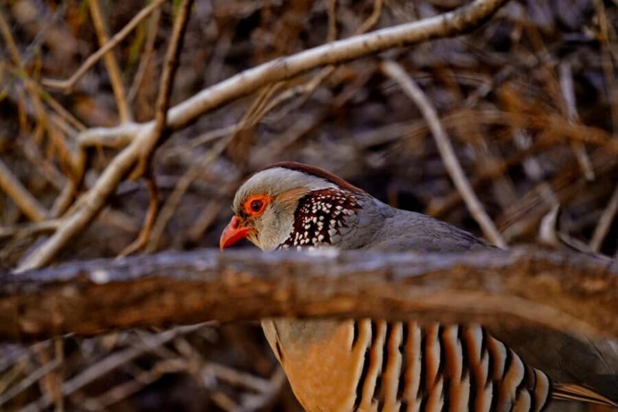Tenerife: Masca Canyon Descent with Audio Guide and Boat Transfer - The Boat Ride and Return to Los Gigantes