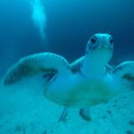 Tenerife : Private Dive for Beginners from a Boat - The Itinerary and What You’ll Do