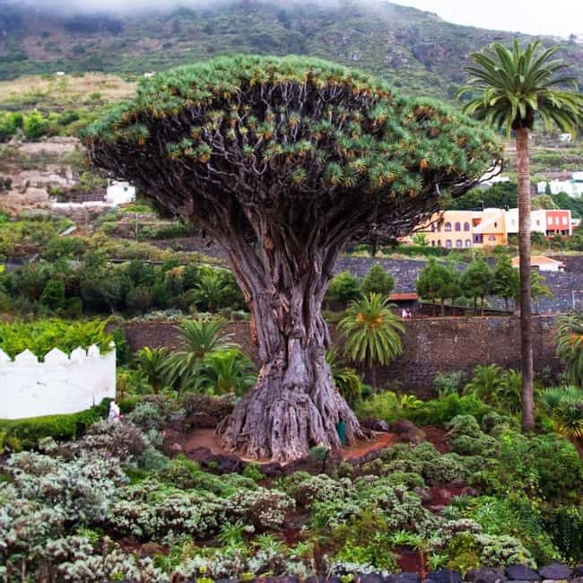 Tenerife: Private island tour, with departures from the south and north - Detailed Review of the Tenerife Private Island Tour