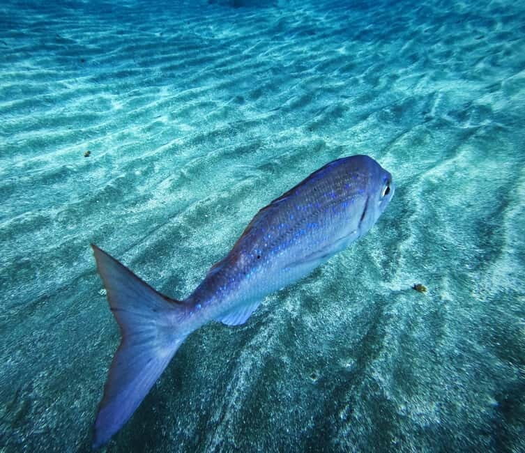 Tenerife: Private Scuba DivingCertified Instructor & Photos - Why This Tour Stands Out