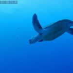 Tenerife: Puerto Colon Certified Scuba Dive by Speed Boat - Who Will Love This?