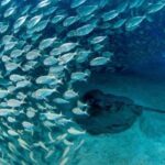 Tenerife: Scuba Diving Experience for Every Level - The Equipment and Logistics